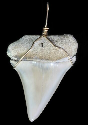 Polished, Fossil Mako Shark Tooth Pendant #65577